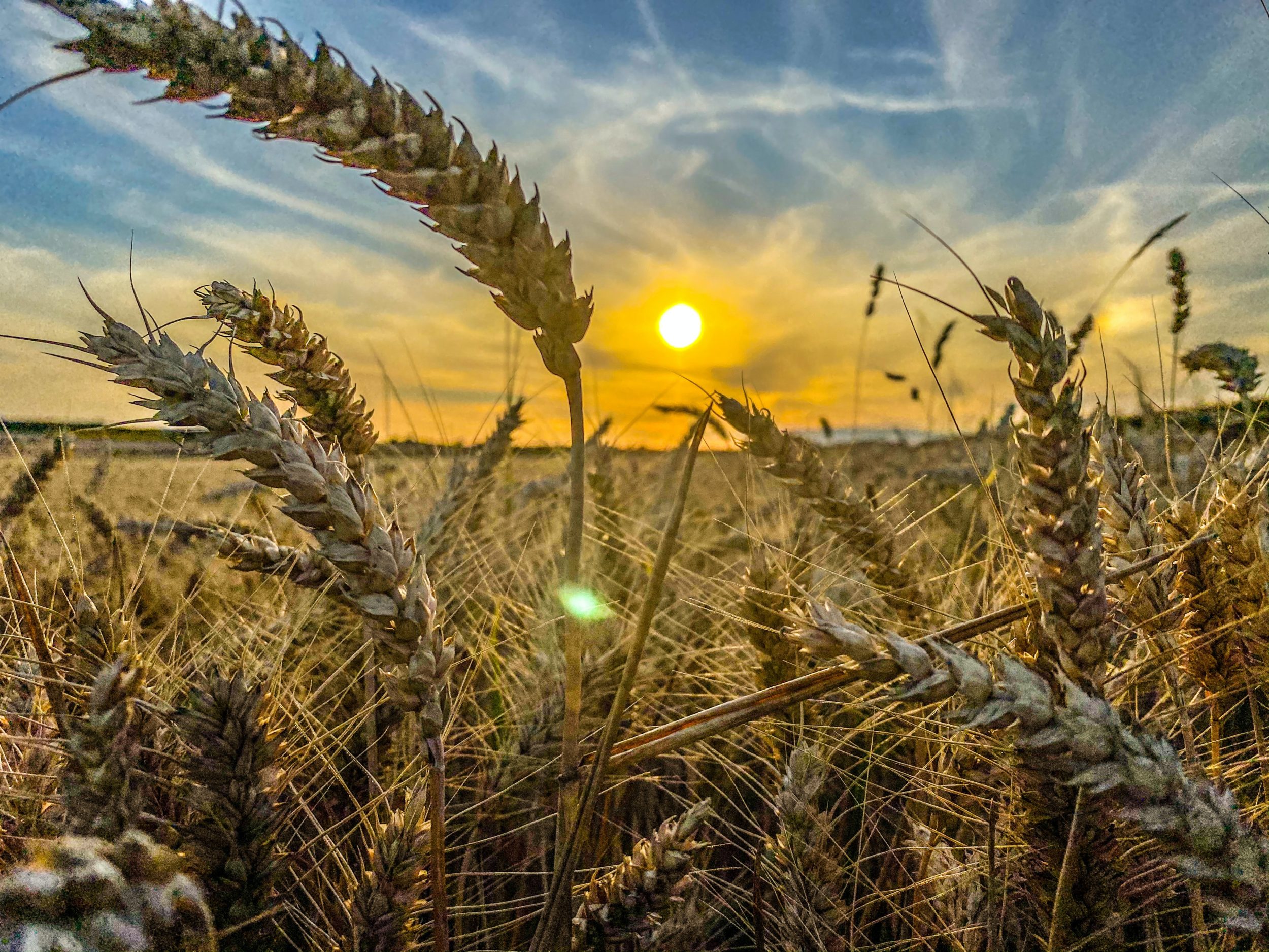 Sunset of wheat field